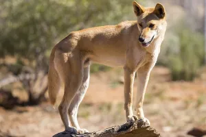 An alert wild dingo near Alice Springs