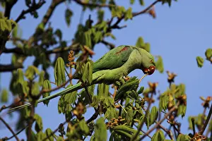 Alexander parakeet, alexandrine parakeet