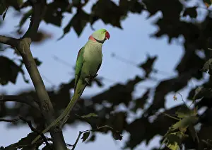 Alexander parakeet, alexandrine parakeet