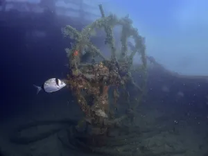 Algae-covered steering wheel of a wreck in the ocean