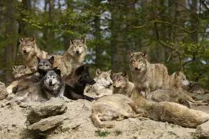 Algonquin wolf (Canis lupus lycaon)