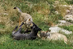 Algonquin wolf (Canis lupus lycaon)