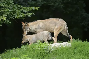 Algonquin wolf (Canis lupus lycaon) mother with puppy in a meadow