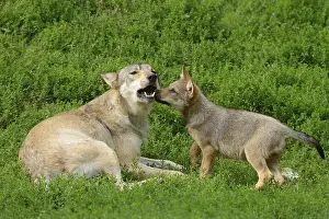 Algonquin wolf (Canis lupus lycaon) mother with pups on a green meadow