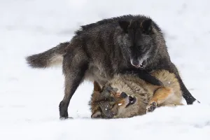 Algonquin wolf (Canis lupus lycaon) in the snow