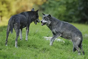 Two algonquin wolves (Canis lupus lycaon) fighting in a meadow