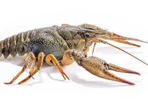 Alive crayfish isolated on the white background