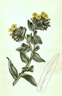 Alkanna, genus of plant within the family of the leafy plants