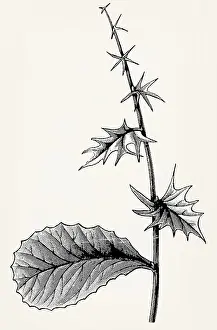 All stages of leaf unfolding on a branch of Berberis vulgaris