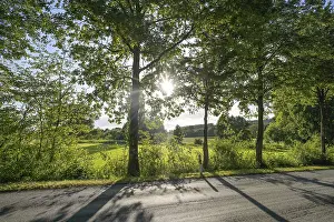 Framed Print : Allee im Nordlippischen Bergland bei Vlotho
