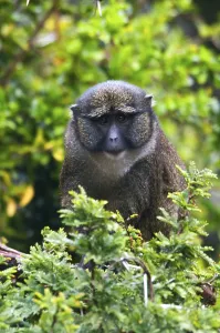 Allen's swamp monkey (Allenopithecus nigroviridis)