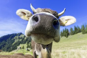 Allgau Brown Swiss, (Bos primigenius taurus)