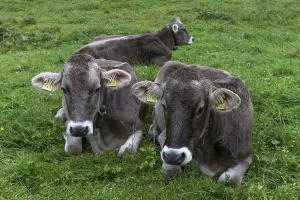 Allgau cows in a meadow, gabled house