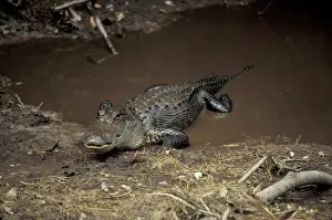 Alligator (Alligator mississippiensis)