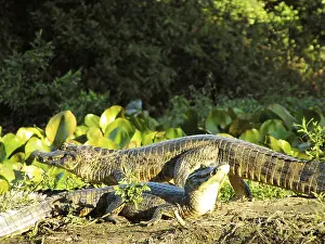 Alligator, Nature, Pantanal, Mato Grosso do Sul