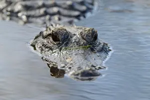 An alligator swims in the water