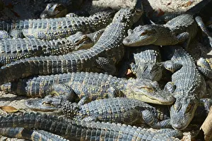 Several alligators lying together on sandy ground in the sun