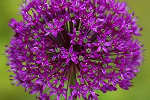 Allium aflatunense (Allium aflatunense)
