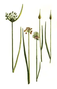 Allium campestre, Allium juncifolium