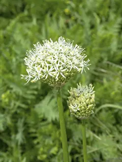 Allium giganteum giant leek with green mock-longhorn beetle