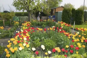 Category Mountain Landscapes Prints: The allotment garden, also known as Schrebergarten
