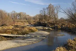Alluvial forest, Danube Floodplains National Park