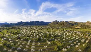 Almond blossom, flowering almond trees