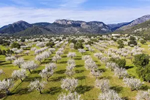 Category Mountain Landscapes Prints: Almond blossom, flowering almond trees