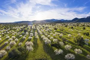Category Mountain Landscapes Prints: Almond blossom, flowering almond trees