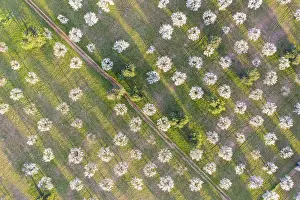 Almond blossom, flowering almond trees