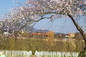 Almond blossom on the German Wine Route: almond tree in bloom