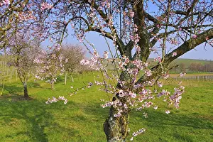 Almond blossom in the Palatinate in spring