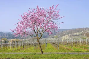 Almond blossom in the Palatinate in spring