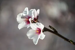 Almond blossom (Prunus dulcis)
