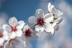 Almond blossom (Prunus dulcis)