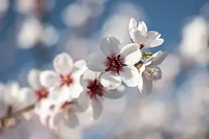 Almond blossom (Prunus dulcis)