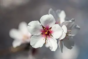 Almond blossom (Prunus dulcis)