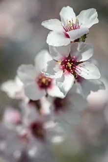 Almond blossom (Prunus dulcis)