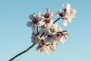 Almond blossom (Prunus dulcis)