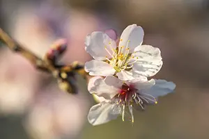 Almond blossom (Prunus dulcis)