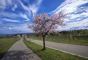 Almond blossom (Prunus dulcis)