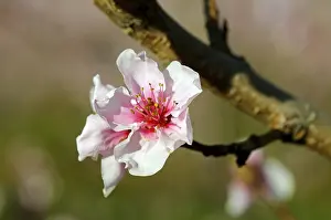 Almond blossom (Prunus dulcis)