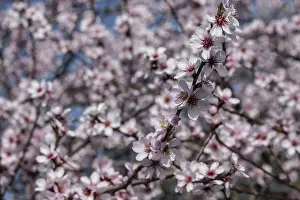 Almond blossom (Prunus dulcis)