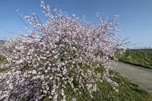 Almond blossom (Prunus dulcis)