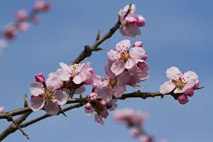 Almond blossoms (Prunus dulcis)