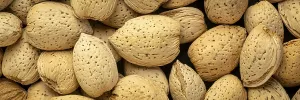 Almond nuts in shells - closeup background