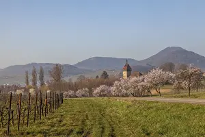 Almond tree blossom, almond tree (Prunus dulcis)