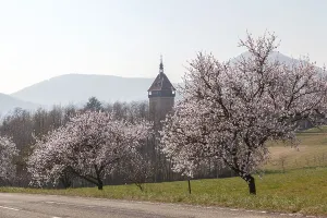 Almond tree blossom, almond tree (Prunus dulcis)