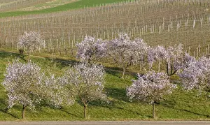 Almond tree blossom (Prunus dulcis)