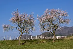 Almond tree (Prunus dulcis)